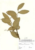 藏品(小刺山柑)的圖片